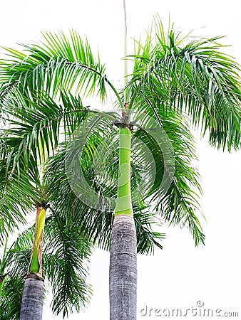 Palm king Stock Photo