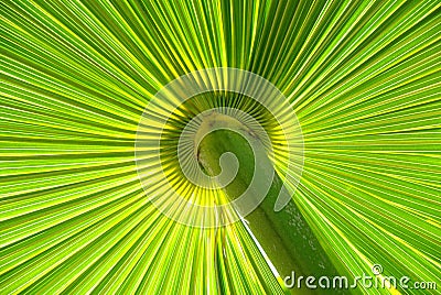 Palm leaf Stock Photo