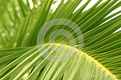 Palm leaf Stock Photo