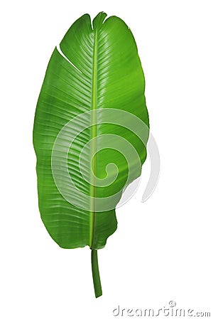 Palm Leaf Stock Photo