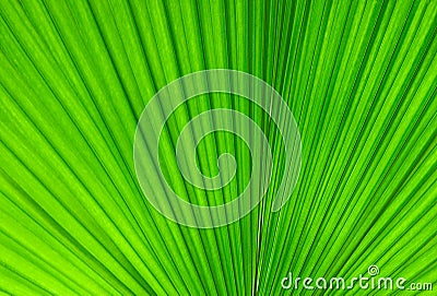 Palm Leaf Stock Photo