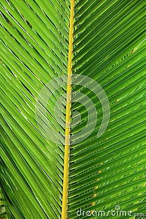 Green palm leaf, abstract foliage macro pattern background Stock Photo