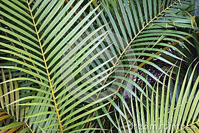 Palm leaf background Stock Photo