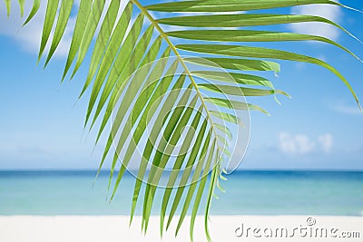 Palm leaf, blue sea and tropical white sand beach ander the sun Stock Photo