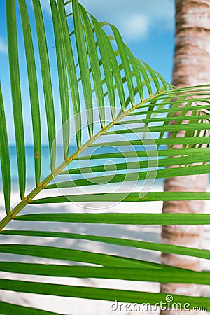 Palm leaf, blue sea and tropical white sand beach Stock Photo