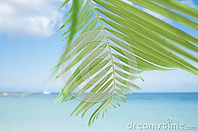 Palm leaf, blue sea and tropical white sand beach Stock Photo