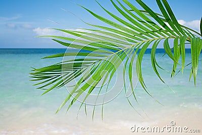 Palm leaf, blue sea and tropical white sand beach under the sun Stock Photo