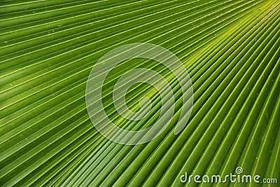 Palm Leaf Stock Photo