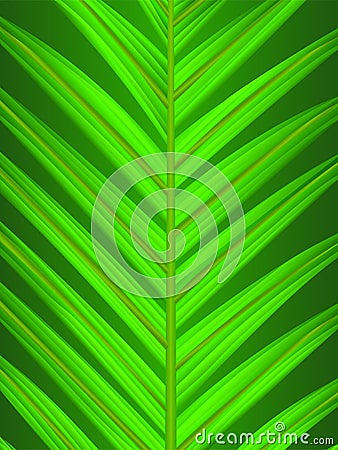 Palm leaf closeup Vector Illustration