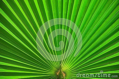 Palm leaf closeup green abstract Stock Photo