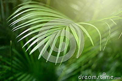 Palm leaf. Forest with tropical plants. Nature green background Stock Photo