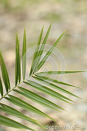 A palm leaf Stock Photo