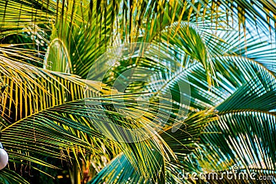 Palm leaf Stock Photo