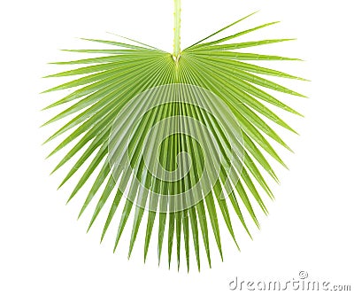 Palm leaf. Stock Photo