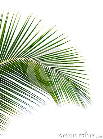 Palm leaf Stock Photo