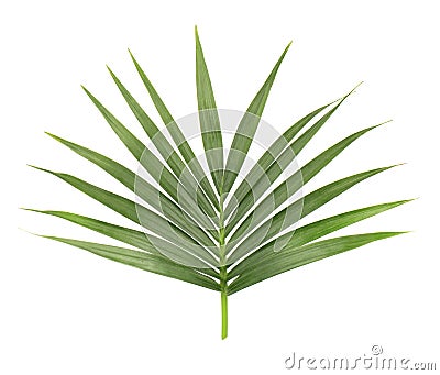 Palm leaf isolated on white background. Closeup of a branch of the coconut tree. Green tropical leaf Stock Photo