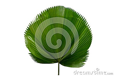 Palm leaf Licuala Grandis on a white background Stock Photo