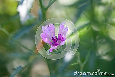 Palm leaf marshmallow, Althaea cannabina Stock Photo