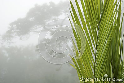 Palm leaf in the mist Stock Photo