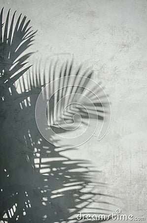 Palm leaf shadow on the wall Stock Photo