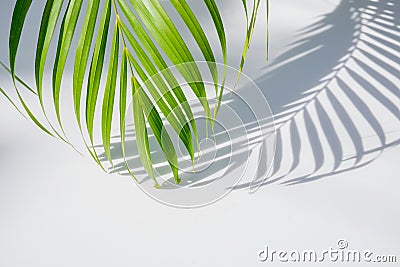 Palm leaf and shadows Stock Photo