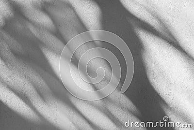 Palm leaf shadows Stock Photo