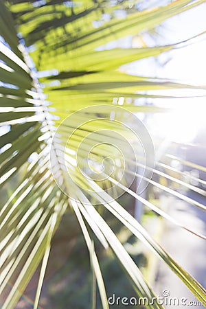 Palm leaf Stock Photo