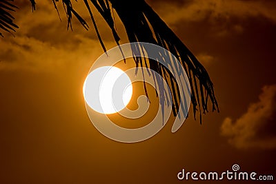 Palm leaf and sunset Stock Photo