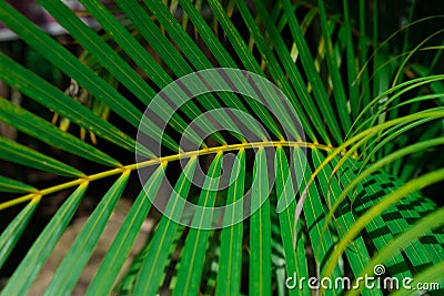 Palm leaf texture, close leaf, natural background. Nature composition Stock Photo