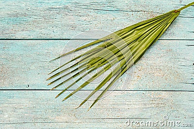 Palm leaf on a trendy turquoise wooden background Stock Photo