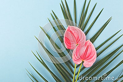 Palm leaf and tropical Anthurium flowers on the blue background Stock Photo