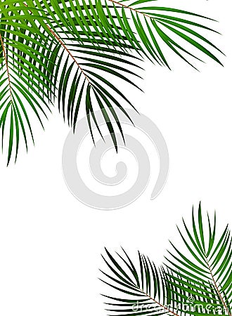 Palm Leaf Vector Background Illustration Vector Illustration