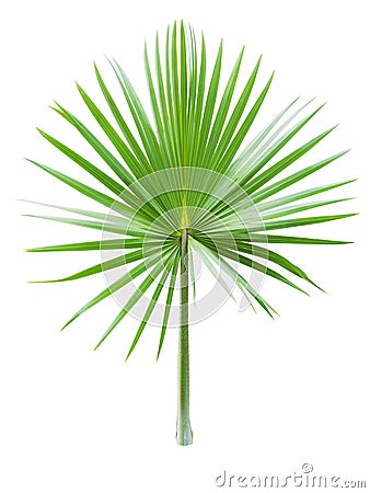 Palm leaf on white background Stock Photo