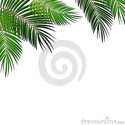 Palm Leaf on White Background with Place for Your Text Vector Il Vector Illustration