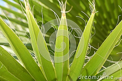 Palm Leaves Stock Photo