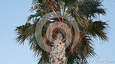 Palm leaves against the sky Stock Photo