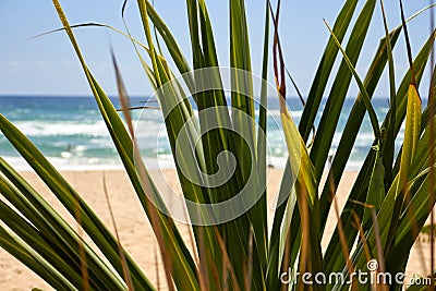 Palm leaves by beach with a grasshopper on a branch Stock Photo
