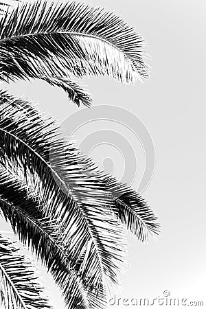 palm leaves in black and white image. Elegant tropical plants Stock Photo