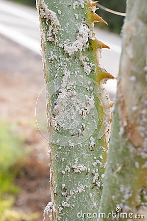 Palm leaves densely covered with scale insects. Mealy mealybug. Stock Photo