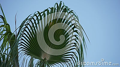 Palm leaves against the sky Stock Photo