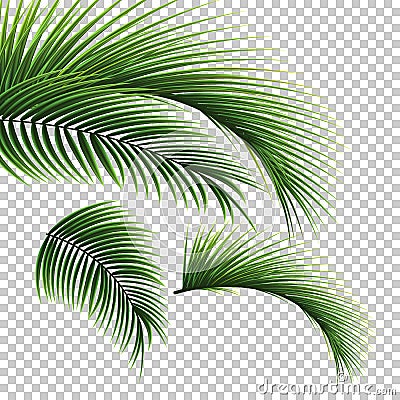 Palm leaves. Green leaf of palm tree on transparent background. Floral background. Vector Illustration