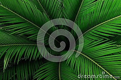 Palm leaves green pattern, abstract tropical background. Stock Photo