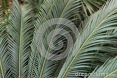 Palm leaves in the jungle Stock Photo