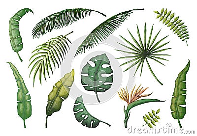 Palm leaves. Jungle hand drawn trees, floral vintage banana coconut decorative plants, green exotic monstera leaf Vector Illustration