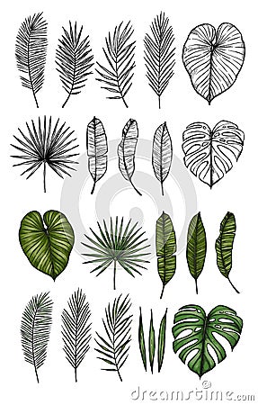 Palm leaves monstera, areca, fan, banana. Hand drawn vector il Vector Illustration