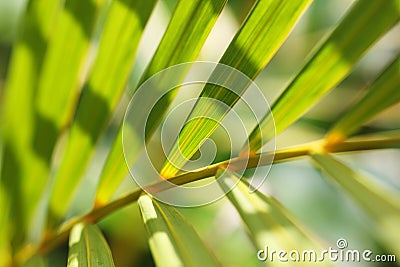 Palm leaves pattern Stock Photo