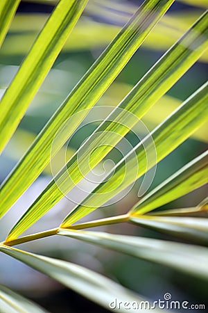 Palm leaves pattern Stock Photo