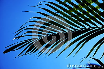 Palm leaves Stock Photo