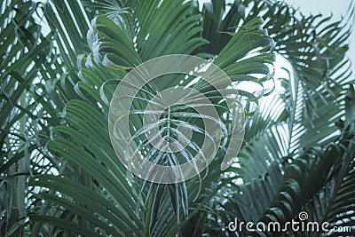 The palm leaves that swell down can be seen as a heart shape. Stock Photo