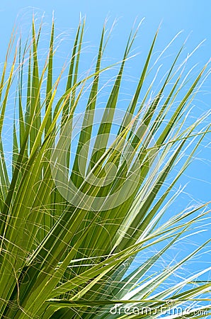 Palm leaves. A palm tree, seen from below. Green palm leaves against blue sky background. Daylight, natural background, palm leaf Stock Photo